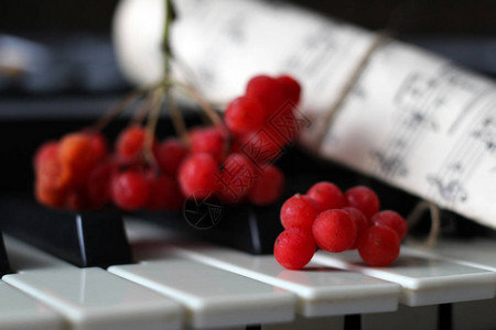 Viburnum红莓图片