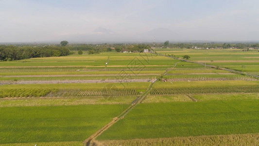 鸟瞰稻田图片