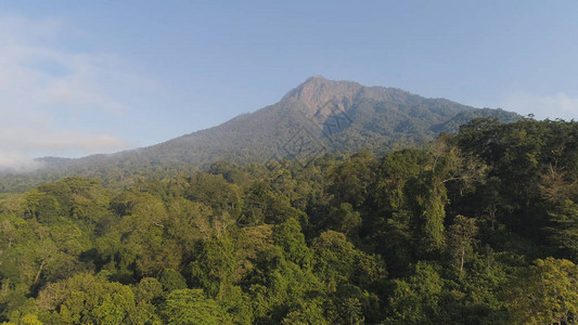 印度尼西亚山区的热带雨林图片