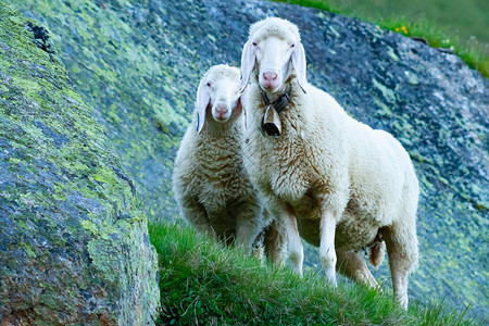 泰罗兰山羊看着观众奥地利提罗图片