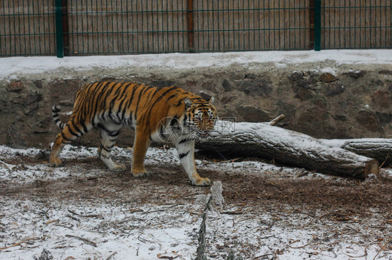 乌克兰切尔卡西市动物园的You图片