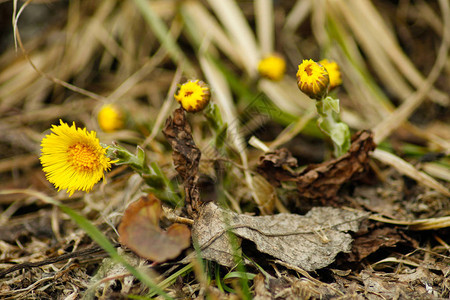 近距离接近一堆黄色的花Tussilagofarfara花乌图片