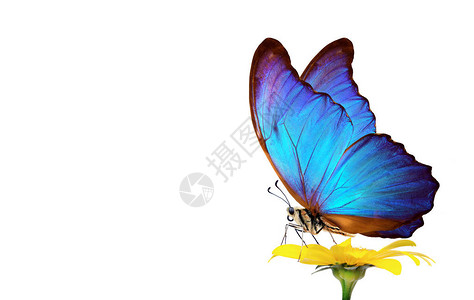 白色背景的花朵上美丽的蓝棕色蝴图片