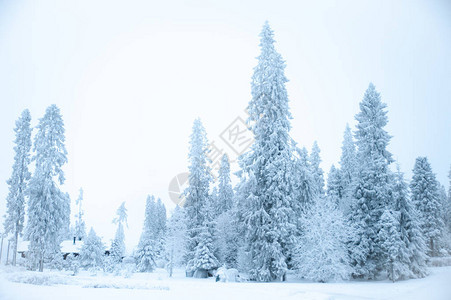 美丽的冬季风景雪中的圣诞树图片