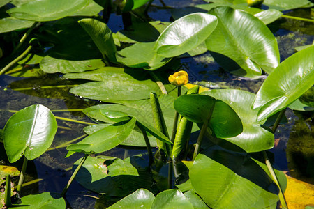 湖中的黄水花Nuphar图片