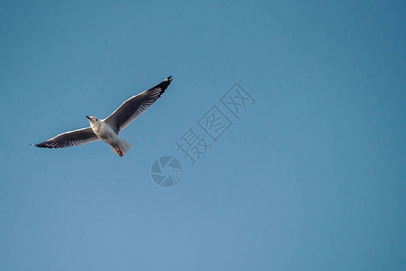 蓝天的海鸥图片