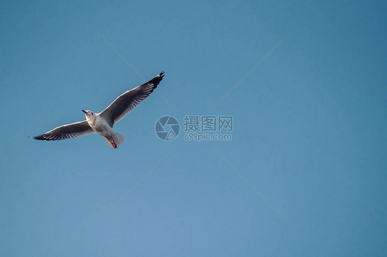 蓝天的海鸥图片