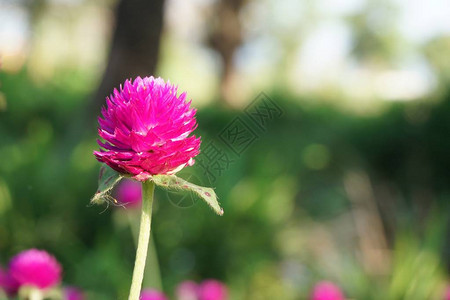 自然花园中的粉红色gomphrenaglobosa花图片