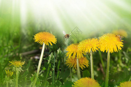 黄色蒲公英花在春天蜜蜂特写宏的草丛中图片
