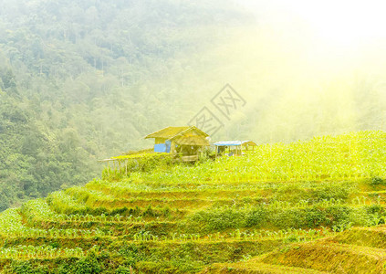 黑米稻田老房子梯田绿草的春天风景热带背景