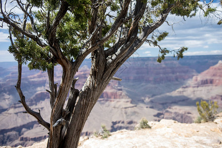 大峡谷公园南环边的大朱尼珀大树背景图片