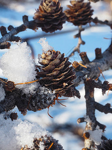 冬天被雪覆盖的植物图片