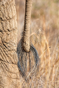 毛垭大草原非洲大象尾巴的特写镜头背景