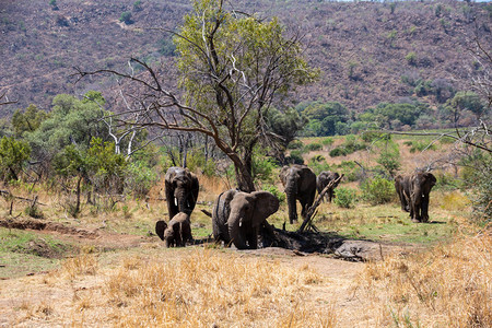 南部非洲热带草原非洲大象群图片