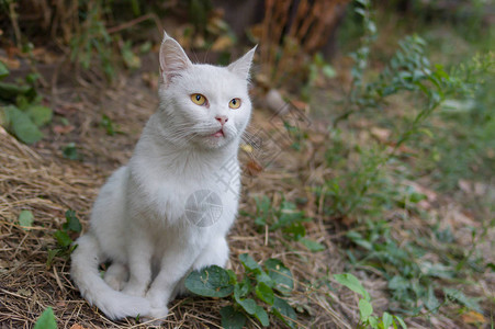 可爱的白猫有催眠的眼睛图片