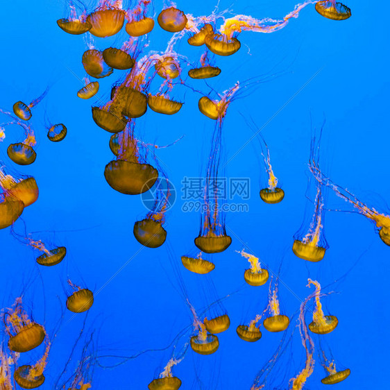 海洋中美丽的五颜六色的果冻鱼群图片