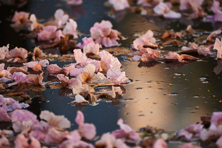 美丽的粉红色Tabebuia玫瑰花漂浮图片