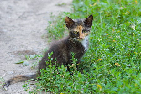 三只彩色小猫在草丛中休息的肖像图片