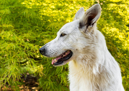 白瑞士牧羊犬关于天然绿色背景的简图片