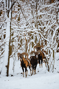 冬季森林中的摩弗隆公羊群图片