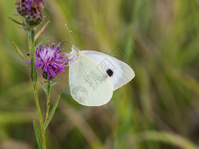 大白蝴蝶Pierisbuggicae或卷心蝴蝶依图片