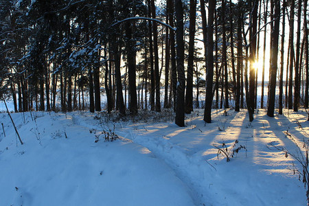 照片冬季森林中的冬季路径俄罗斯冬天有大量的白雪在森林和公园里图片