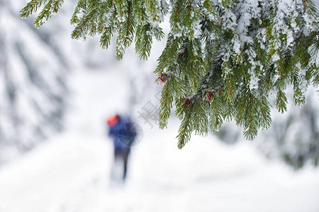 在冬季下着大雪的寒图片