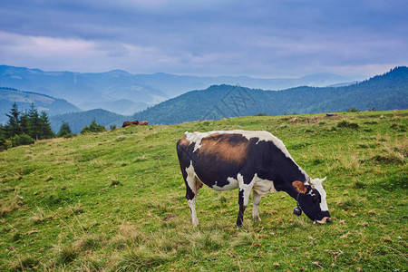 夏天奶牛在山附近的草地上吃草图片