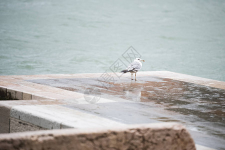 雨天在威尼斯湖附图片