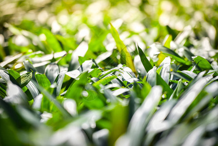 凤梨花园五颜六色的绿叶凤梨花在苗圃农场植物温室背景AechmeafasciataBro背景图片