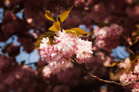 樱花盛开樱花樱花樱花日本春天的花朵图片