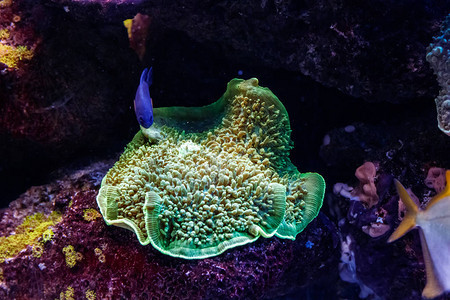 宏珊瑚sarcophyton关闭图片