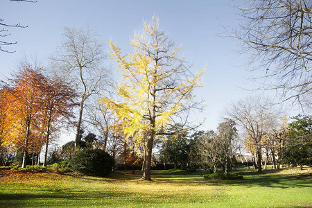 西班牙多诺斯蒂市Gingko图片