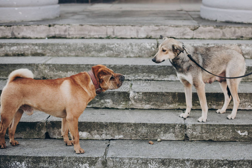 两条狗在街上聊天可爱的棕色沙皮犬和害怕的灰色流浪狗在楼梯上聊天动图片