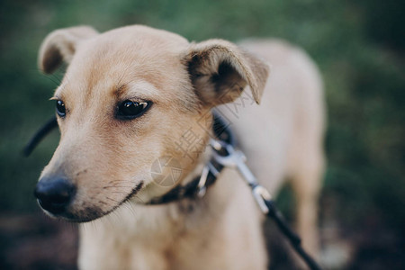 可爱的小狗的肖像与悲伤的黑眼睛和情绪在公园里狗窝害怕无家可归的小狗走在城市街道图片