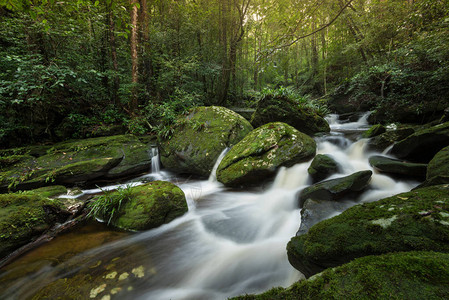 岩溪山河绿色森林景观自然植物树雨林丛小与岩石绿色苔藓早晨野生景观热带图片