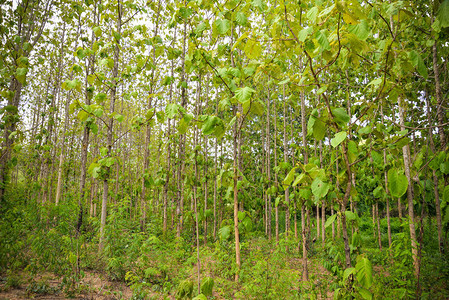 田地TeakTeak树农村种植区Teak图片