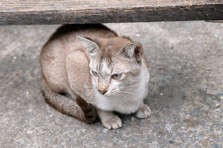 愤怒的猫和不快乐的图片