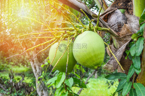 年青椰子树夏季日菜园果植物上新鲜绿色椰子棕图片