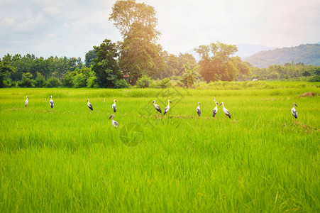 稻田上的亚洲鹳鸟在绿色农场寻找图片