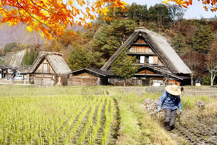 日本白川果和高山历图片