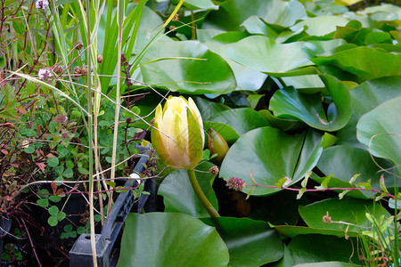 自然池塘景观包括水生植物和黄色水百合绿色花园中图片