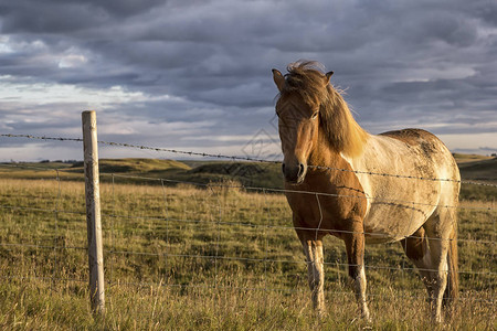 冰岛马是在冰岛发展起来的马种图片