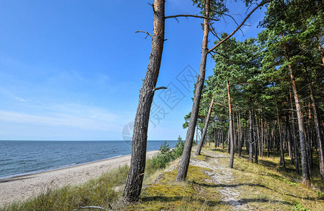 波罗的海卵石海滩和松树林库尔斯沙嘴克莱佩达立陶宛的美丽夏日景色夏季海景观图片