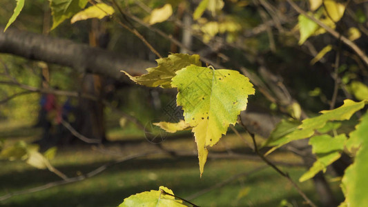 金色黄色和咧嘴笑的叶子在风中吹过公园里的绿树图片