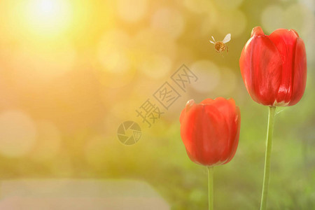 红色的郁金香花朵开在红色的图片