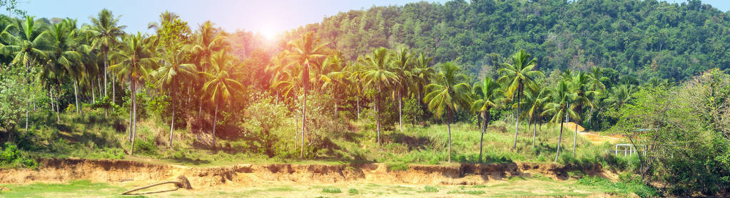 黄夕绿岛热带香蕉椰子树图片