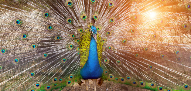 孔雀绿羽青蓝鸟自然图片