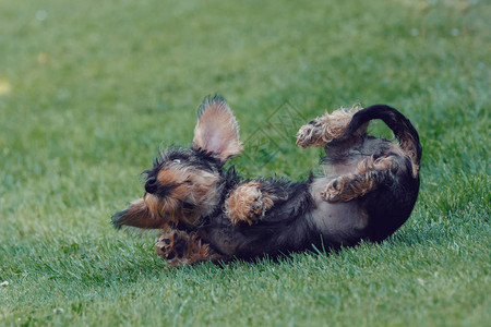 棕色矮人Dachshund图片