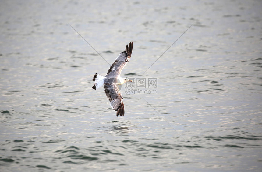 灰色羽毛的海鸥展翅飞过海面图片
